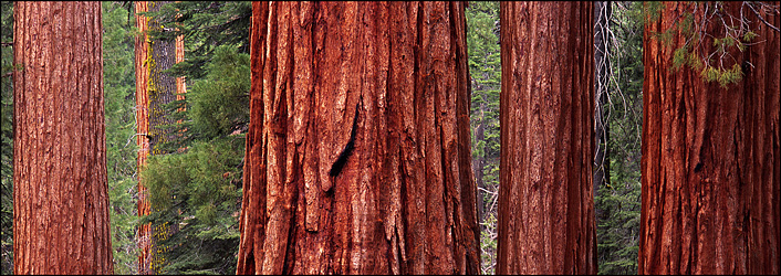 Giant Sequoia Trees, Mariposa Grove, Yosemite National Park, CA